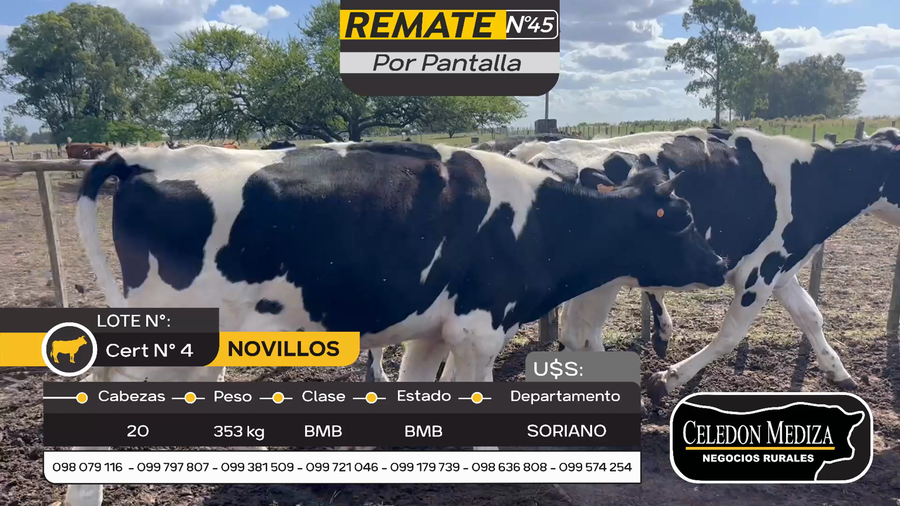 Lote 20 Novillos en Cuchilla del Perdido, Soriano