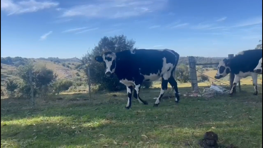 Lote 5 Vaquillonas  Normando a remate en Pantalla Camy  en A 20 km de Minas