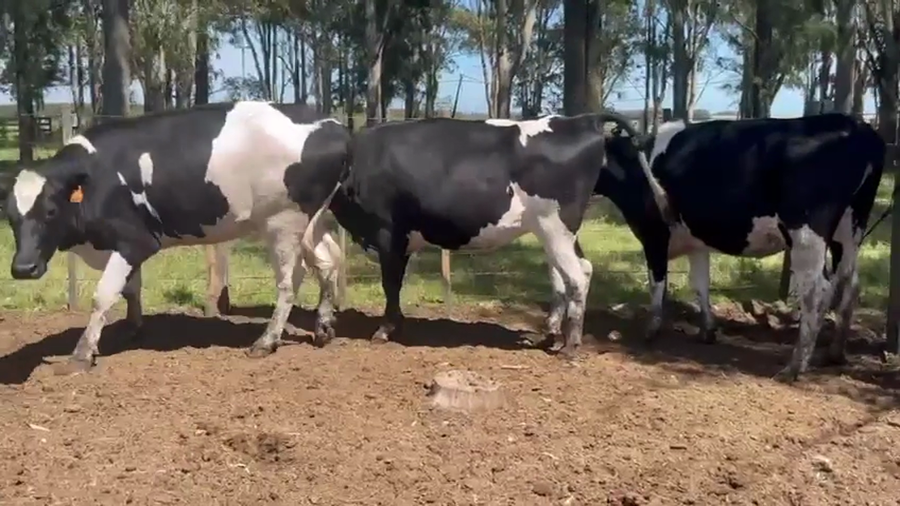 Lote 3 Vaquillonas  a remate en Pantalla Camy, San José