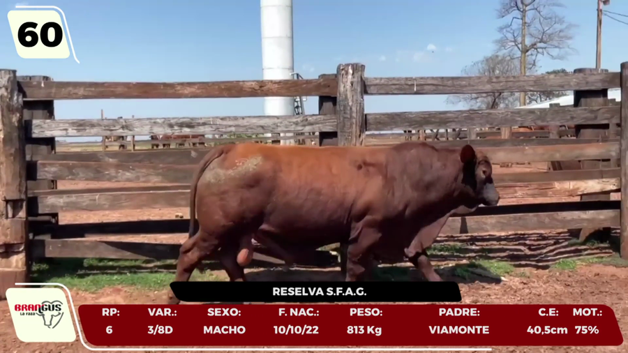 Lote LOTE 60 - CAMPO