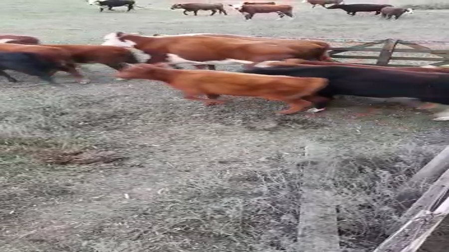 Lote 75 Terneros/as en Villa Paranacito, Entre Ríos