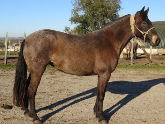 Lote CLARITA LA FLECHILLA