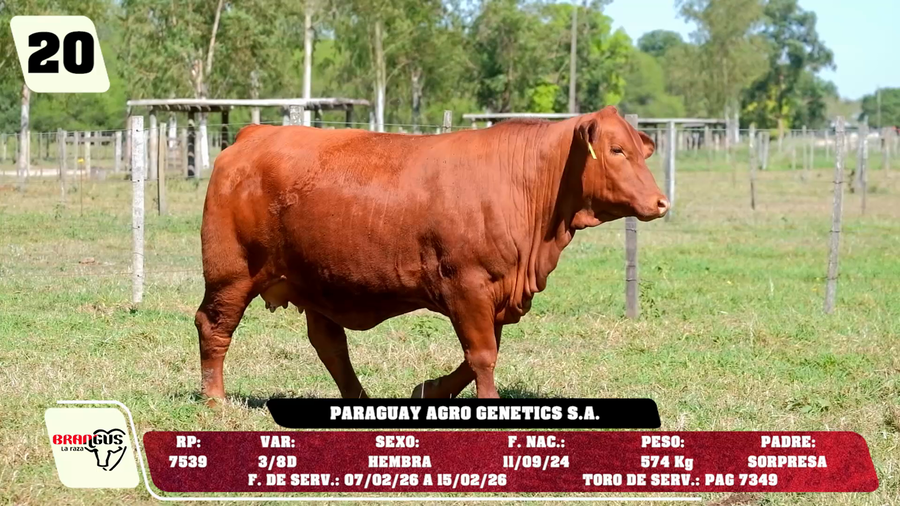 Lote LOTE 20 - DE CAMPO