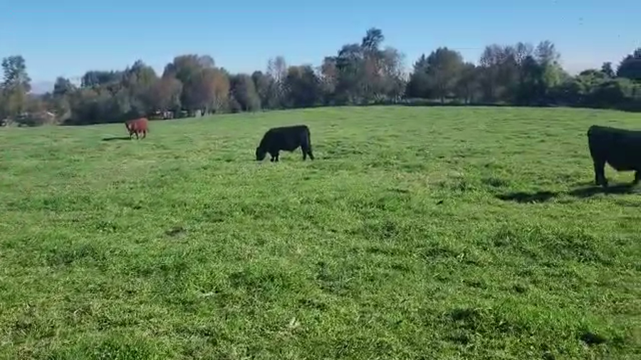 Lote 55 Novillo Engorda en Río Bueno, XIV Región Los Ríos