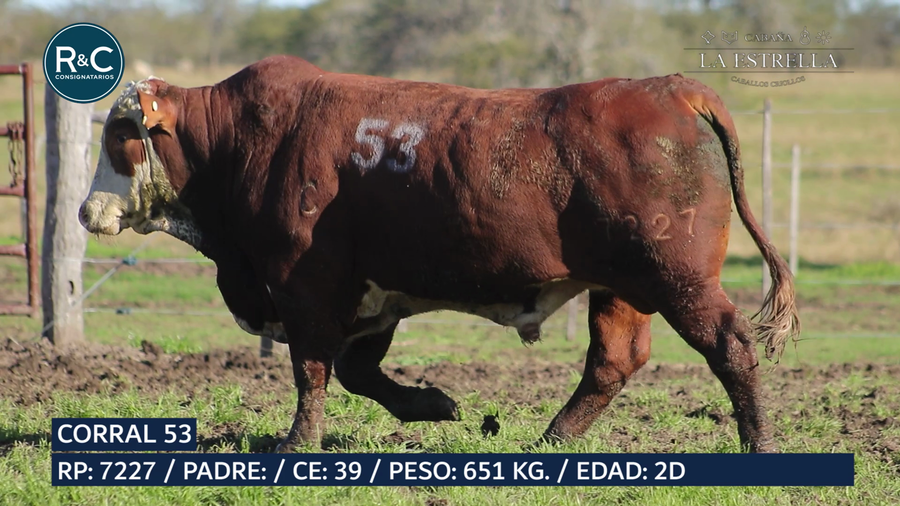 Lote Toro Braford