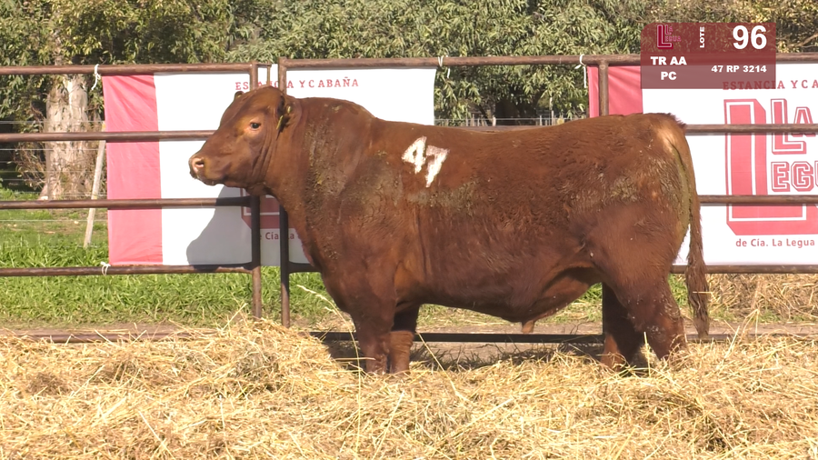 Lote TOROS ANGUS COLORADOS  PC