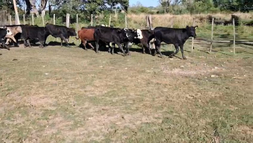 Lote 24 Terneros/as en Corrientes, Itatí