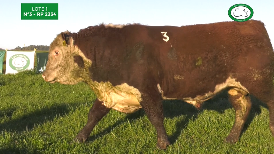 Lote Toros Polled Hereford Puros Registrados. Las Nazarenas