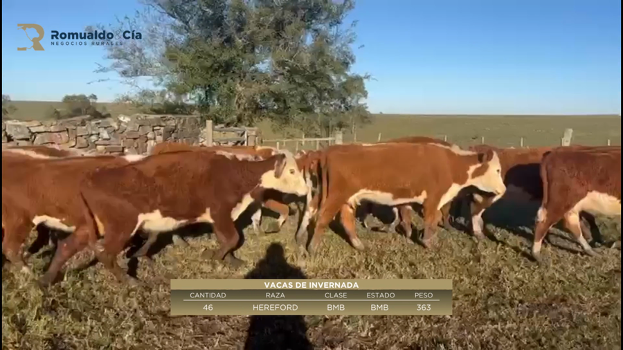 Lote 46 Vacas de Invernada : 100% hereford a remate en 6º Expo Nacional Hereford 363kg -  en camino del medio a 6 km de santa clara de olimar.