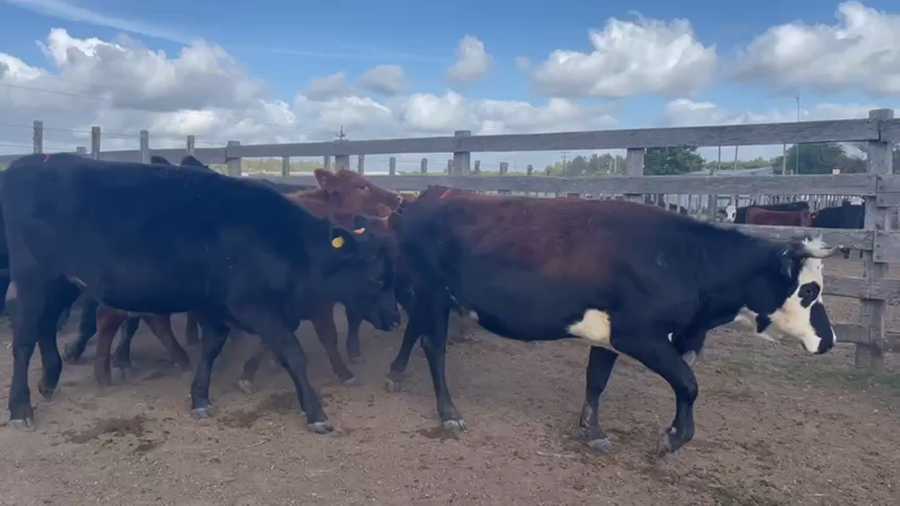 Lote 11 Vaquillonas 1 a 2 años ANGUS Y CRUZA a remate en Pantalla Camy Mayo - Desde La Cuenca 360kg - , San José