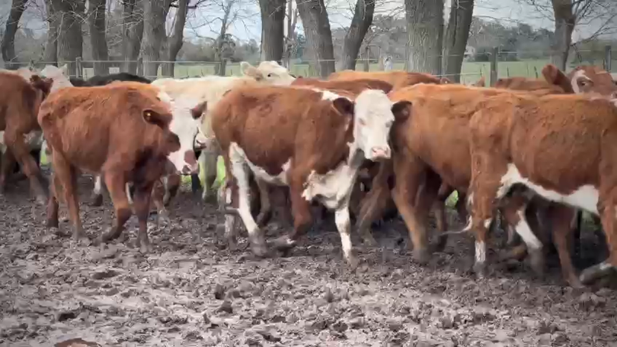 Lote 48 Novillitos en Brandsen, Buenos Aires