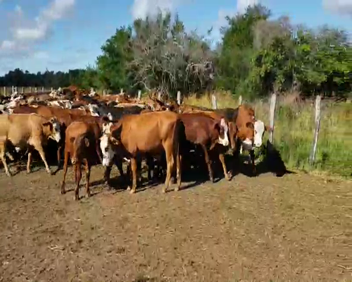 Lote 90 Novillitos en Empedrado, Corrientes