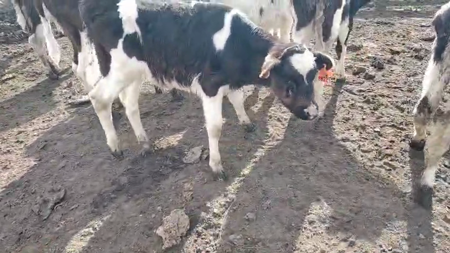 Lote 12 Terneros a remate en Pantalla Camy 80kg - , San José