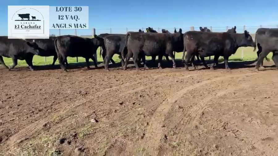 Lote Vaquillonas Angus MAS Preñadas - EL CHACHAFAZ