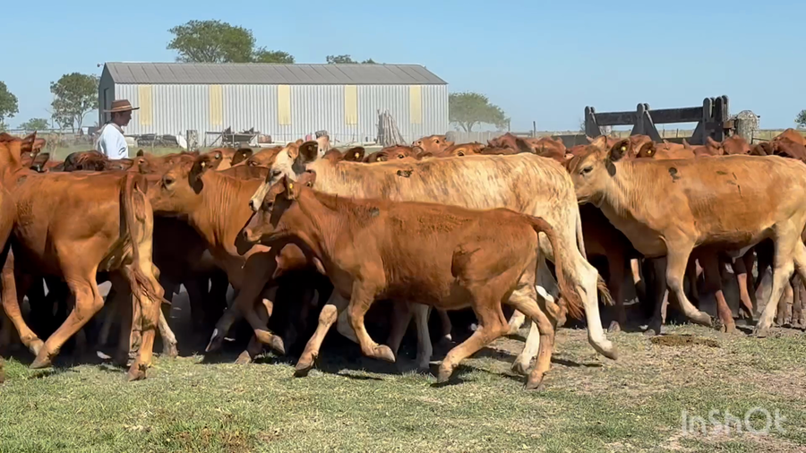 Lote 70 Terneras