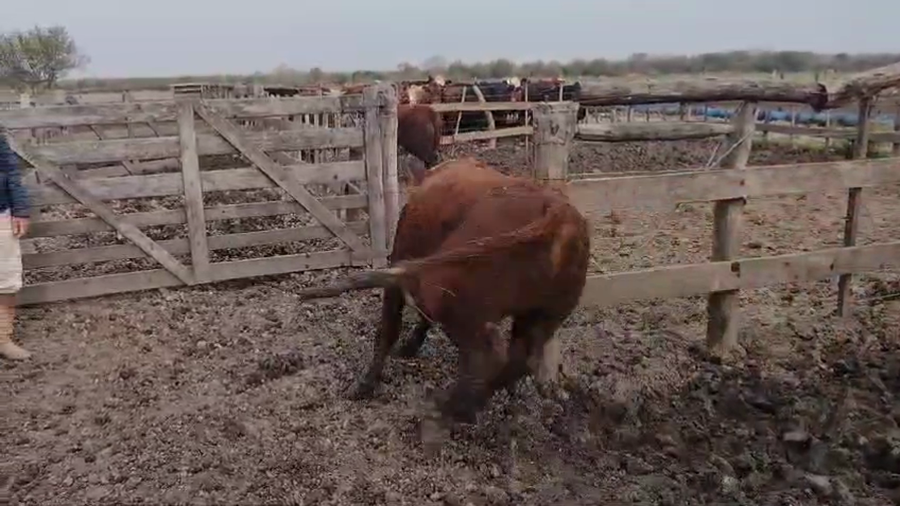 Lote 33 Novillos en Federal, Entre Ríos