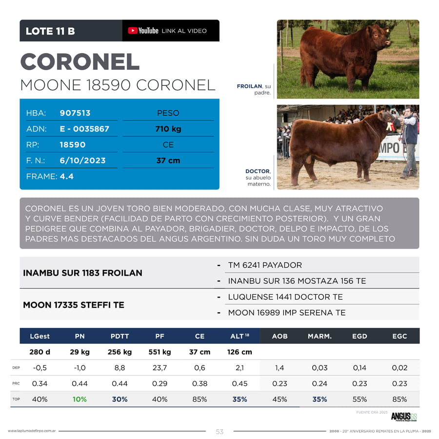 Lote RP 18590 - TOROS PP ELITE