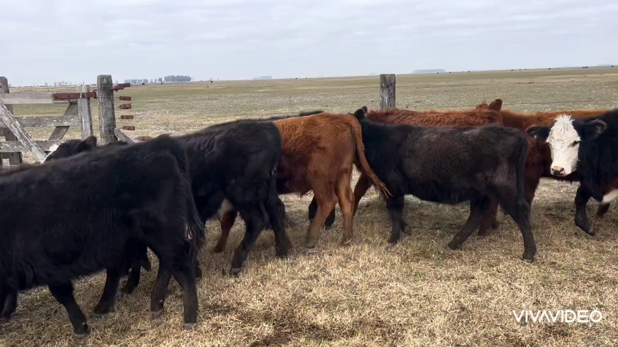 Lote 90 Terneros/as en Tapalqué, Buenos Aires