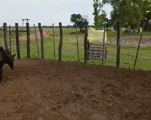 Lote 46 Terneros/as en Villa Ángela, Chaco