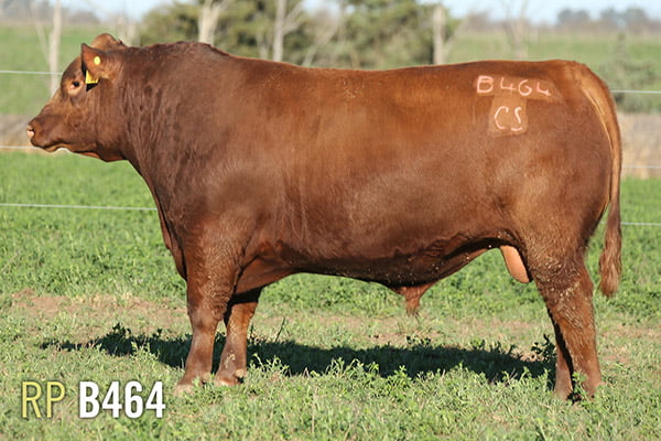 Lote 3 TOROS PUROS DE PEDIGREE