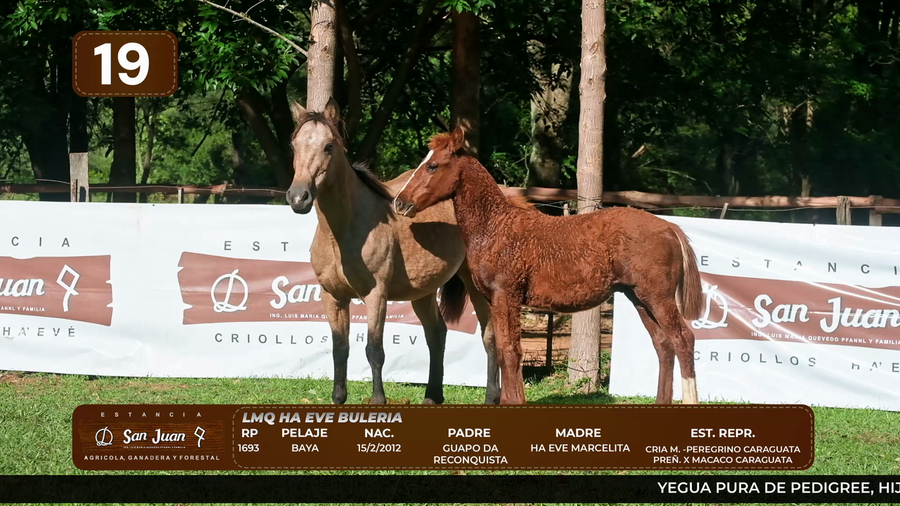 Lote LOTE 19