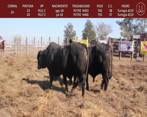 Lote TOROS BRANGUS DE CABAÑA LA TURINGIA