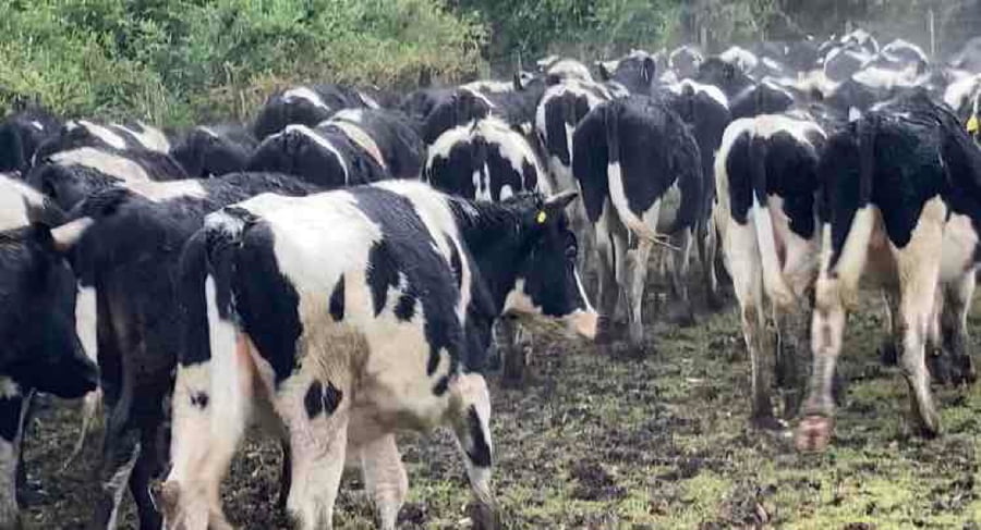 Lote 60 Novillo Engorda en Osorno, X Región Los Lagos