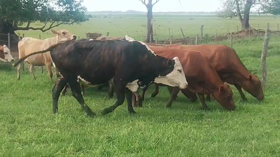 Lote 10 Vacas CUT preñadas