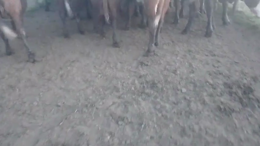 Lote 24 Novillitos y vaquillonas