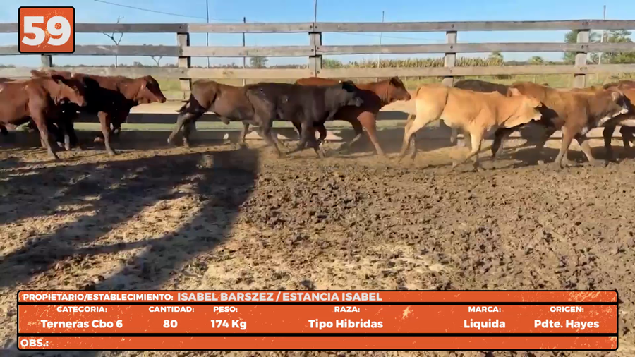 Lote LOTE 59