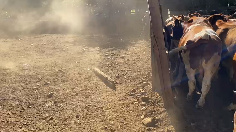 Lote 50 Novillo Engorda en XIV Región Los Ríos, Paillaco