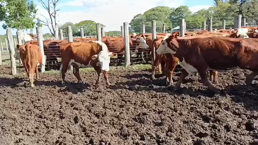 Lote 72 Vacas nuevas C/ gtia de preñez