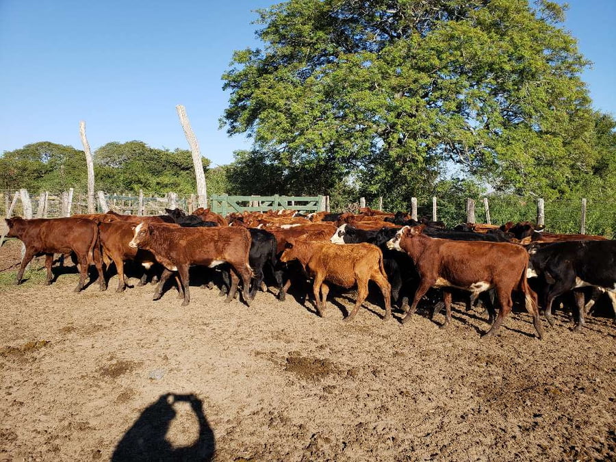 Lote 95 Terneros/as en Riachuelo, Corrientes