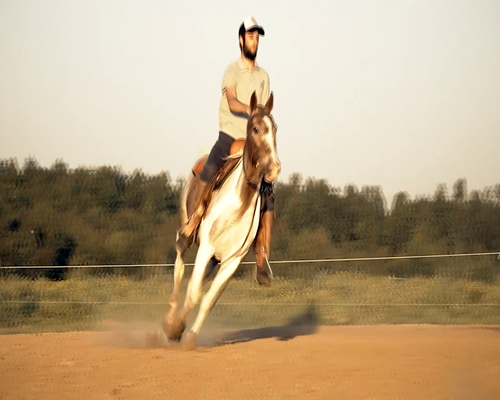 Lote ANASTACIO 9 (PAINT)