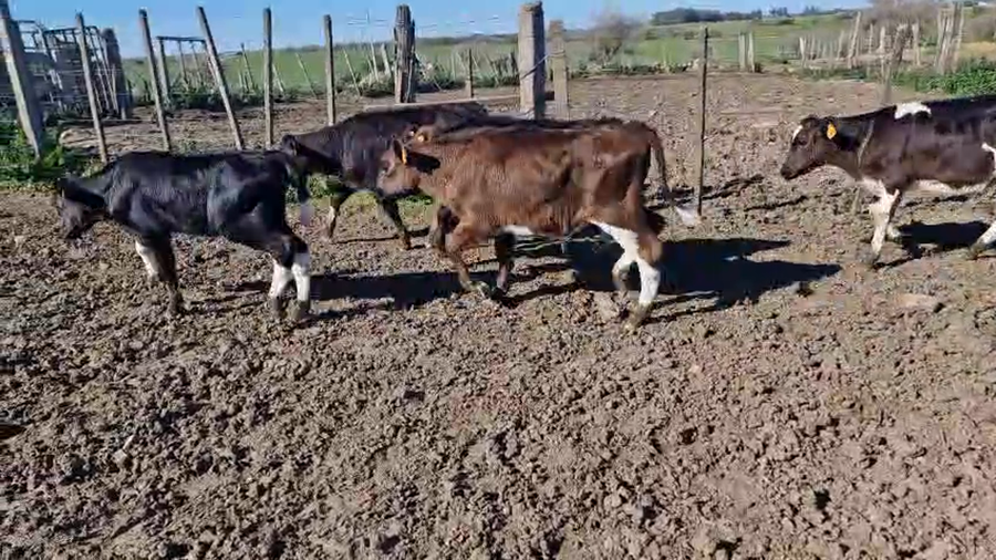 Lote 8 Terneros a remate en Pantalla Aniversario - Escritorio Camy, San José