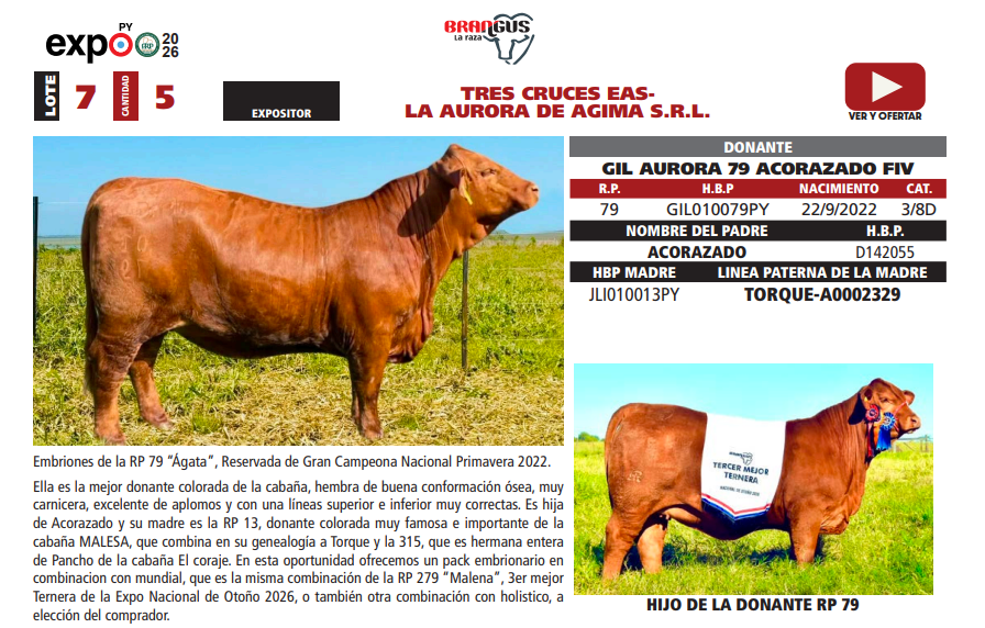 Lote LOTE 7