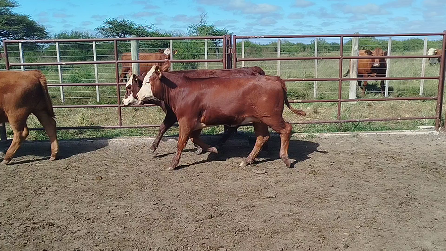 Lote 55 Terneras