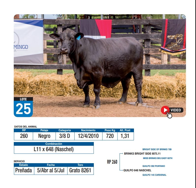 Lote L11 x 648 (Naschel)