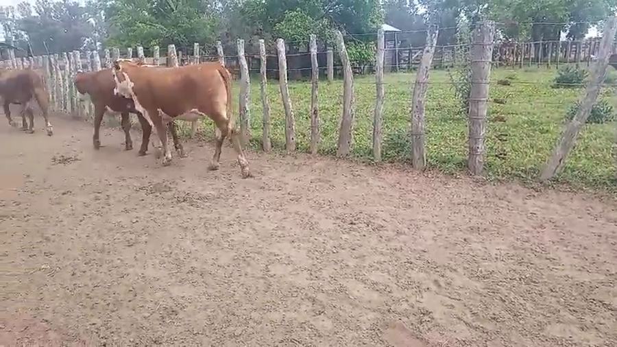 Lote 55 Terneras en Entre Ríos, Gualeguay