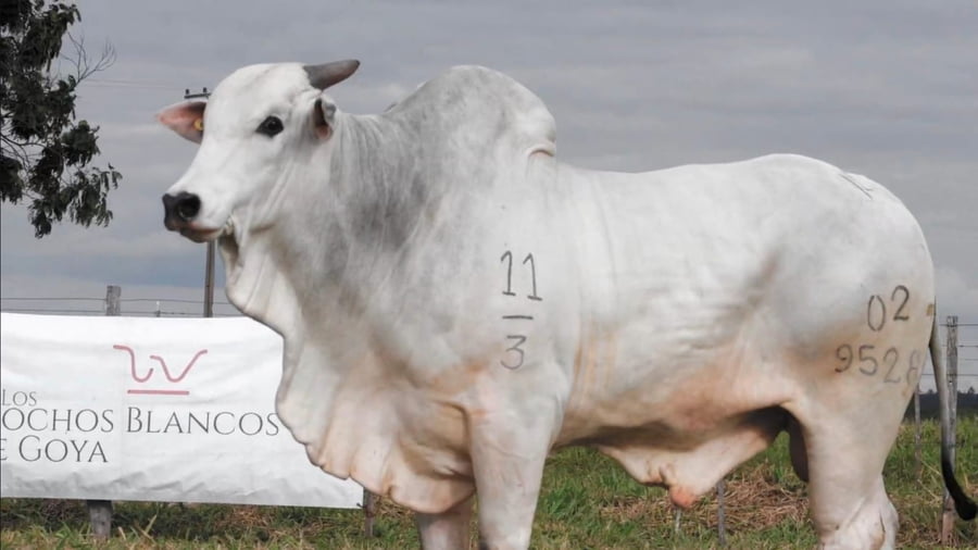 Lote LOTE 83