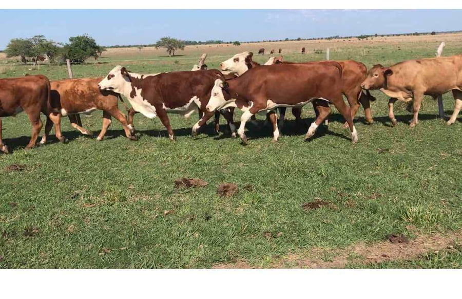 Lote 50 Novillitos en Bella Vista, Corrientes