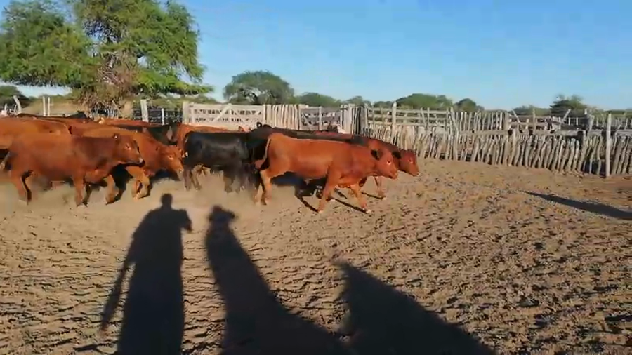 Lote 70 Terneros/as en Federal, Entre Ríos