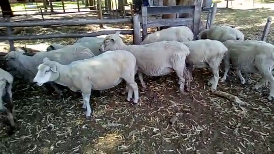Lote 28 Ovejas Correidale