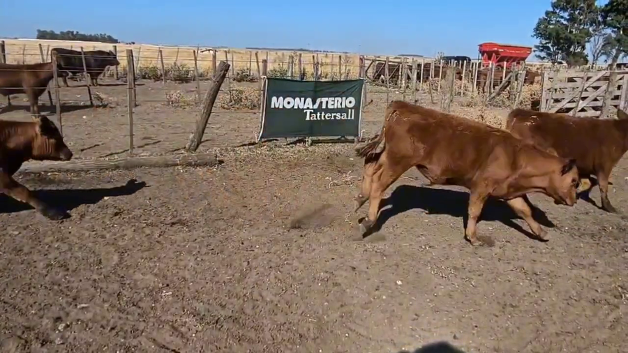 Lote 67 Terneros/as en Espartillar