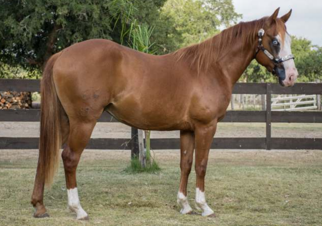 Lote LA ORGANIZED CRIME