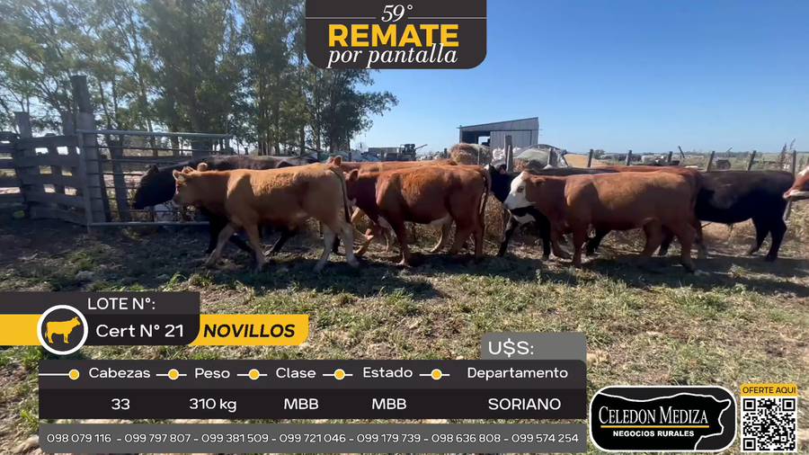 Lote 33 Novillos en Cuchilla del Perdido, Soriano