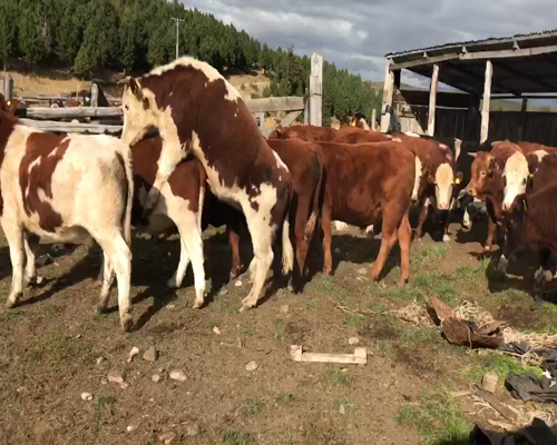 Lote 100 Novillo Engorda en Coyhaique, XI Región Aysén