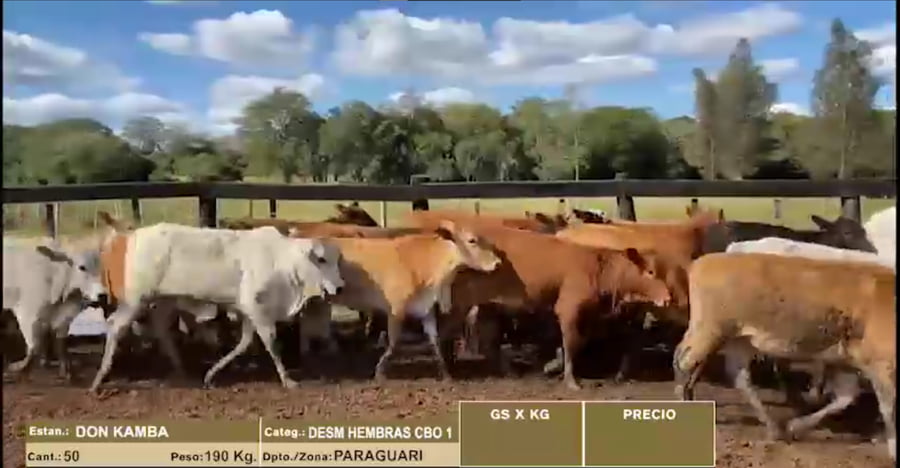 Lote 22º Entre Martillos - Lote 5