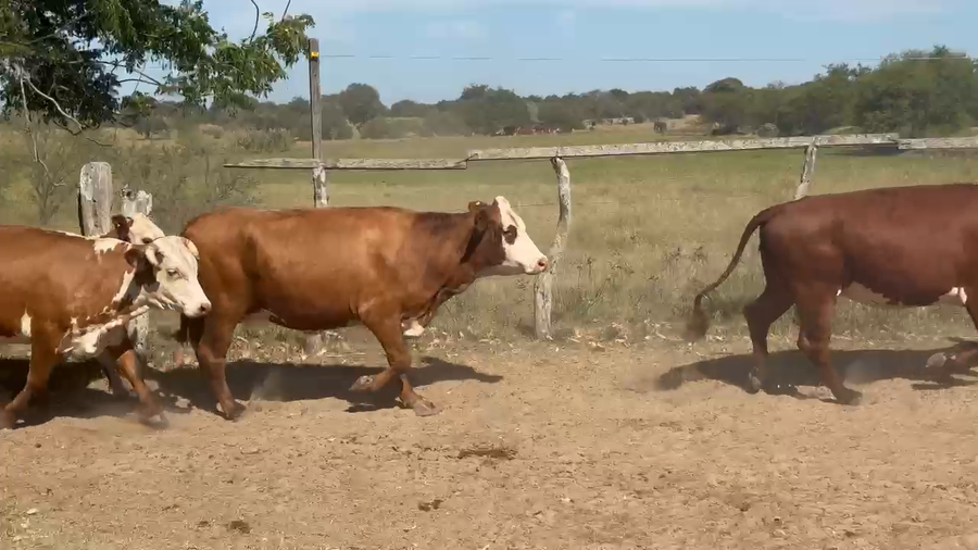 Lote 55 Vacas de invernar en Corrientes, Paso de Los Libres