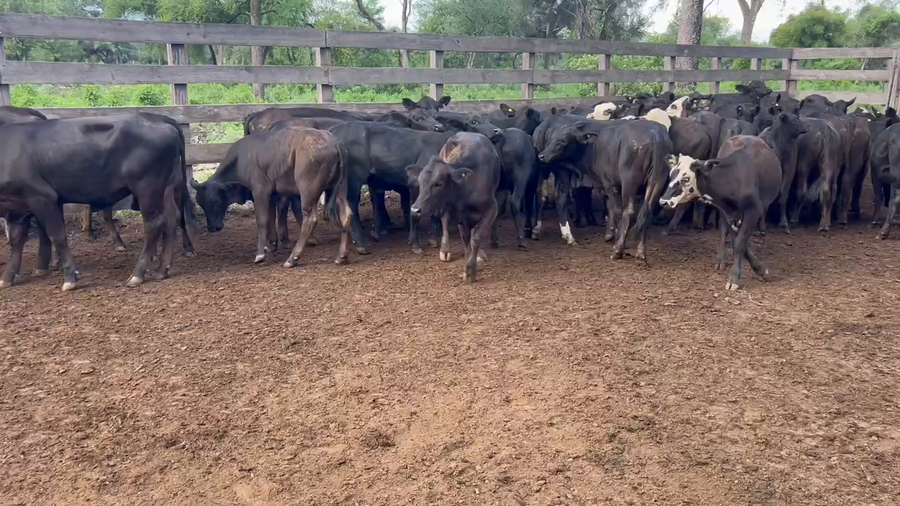 Lote 140 Terneras en Juan José Castelli, Chaco